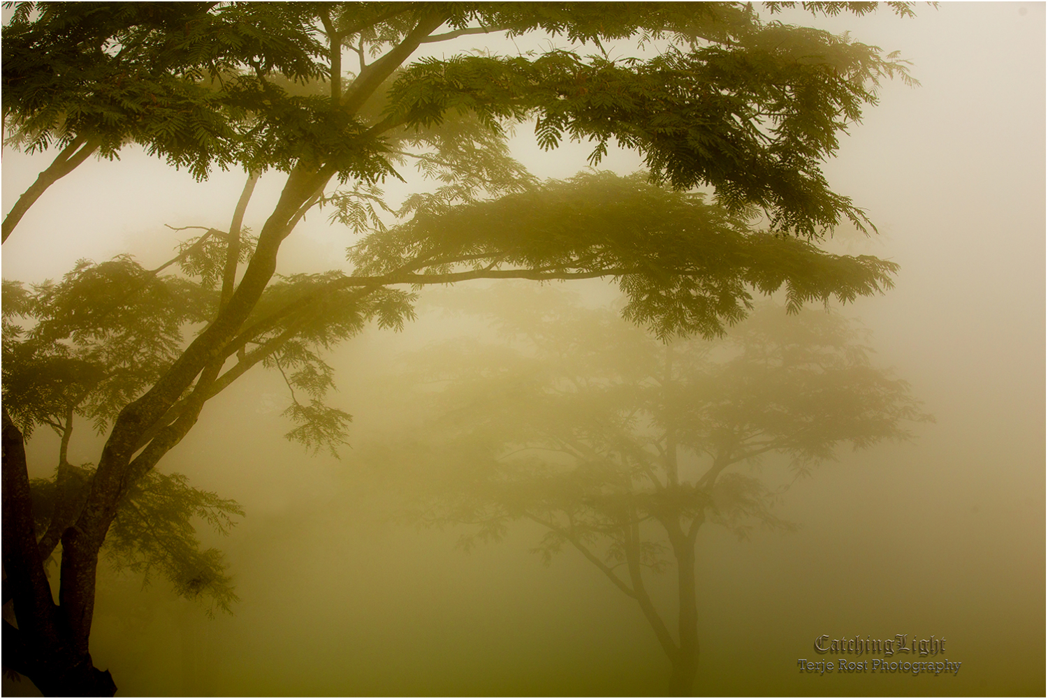 Jungle mist